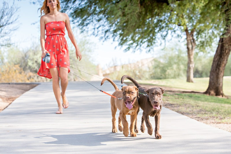 Dual Dog Leash with LED Light – No-Tangle | AU